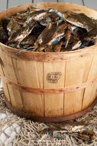 Food Photography Bushel of Blue Crabs