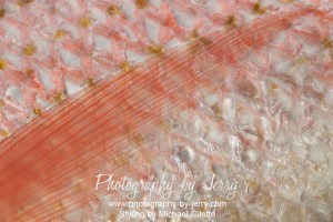 Red Snapper Skin and Fin