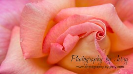 Pink and Orange Rose