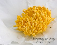 Yellow on white Peony